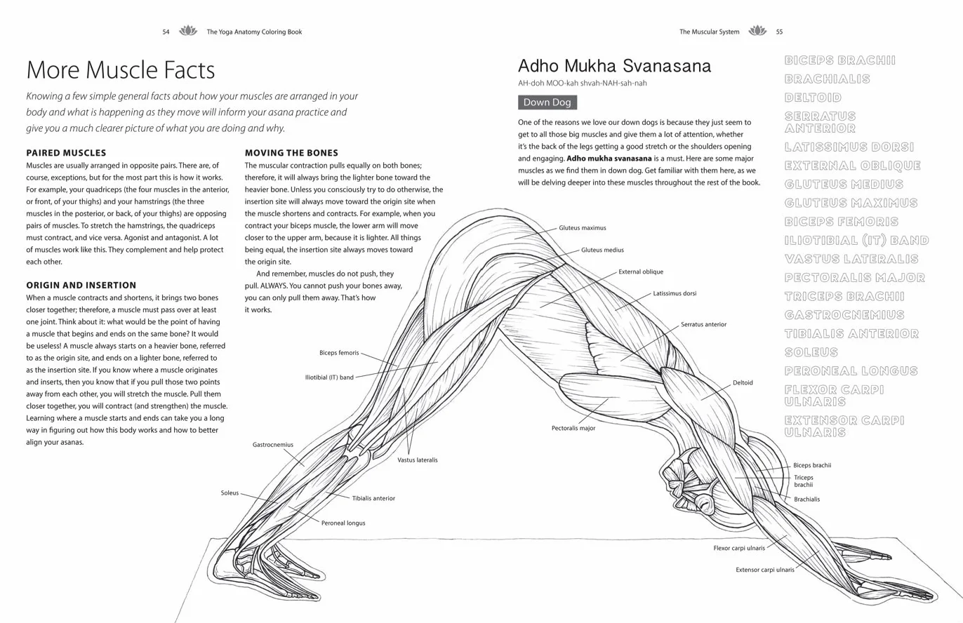 Yoga Anatomy Coloring Book: A Visual Guide to Form, Function, and Movement - An Educational Anatomy Coloring Book for Medical Students, Yoga Teachers, & Adults (Volume 1)