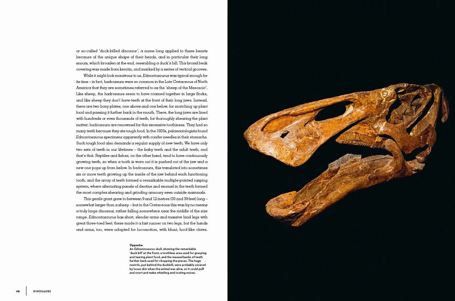 Dinosaurs: New Visions of a Lost World