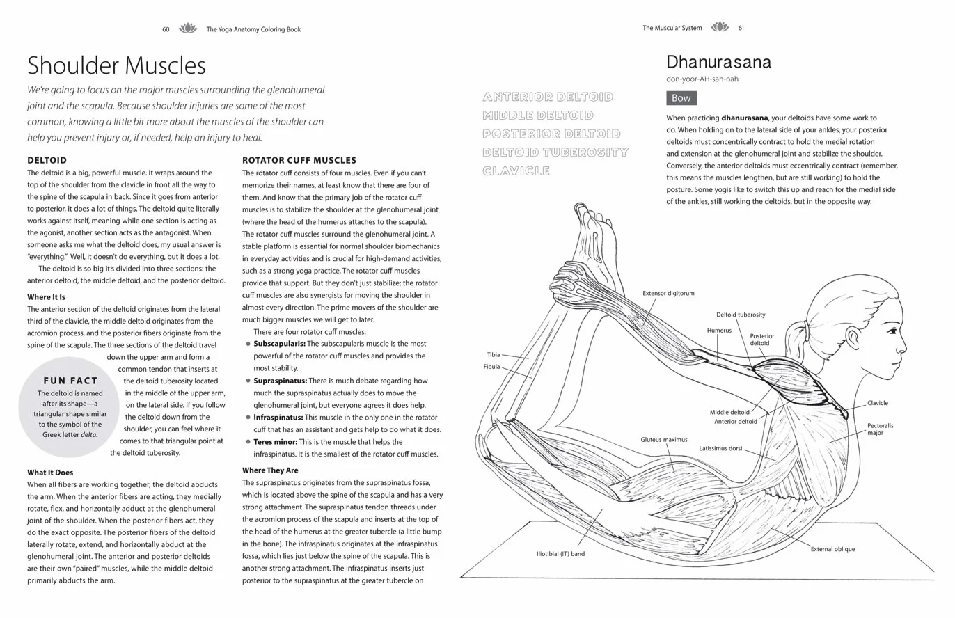 Yoga Anatomy Coloring Book: A Visual Guide to Form, Function, and Movement - An Educational Anatomy Coloring Book for Medical Students, Yoga Teachers, & Adults (Volume 1)