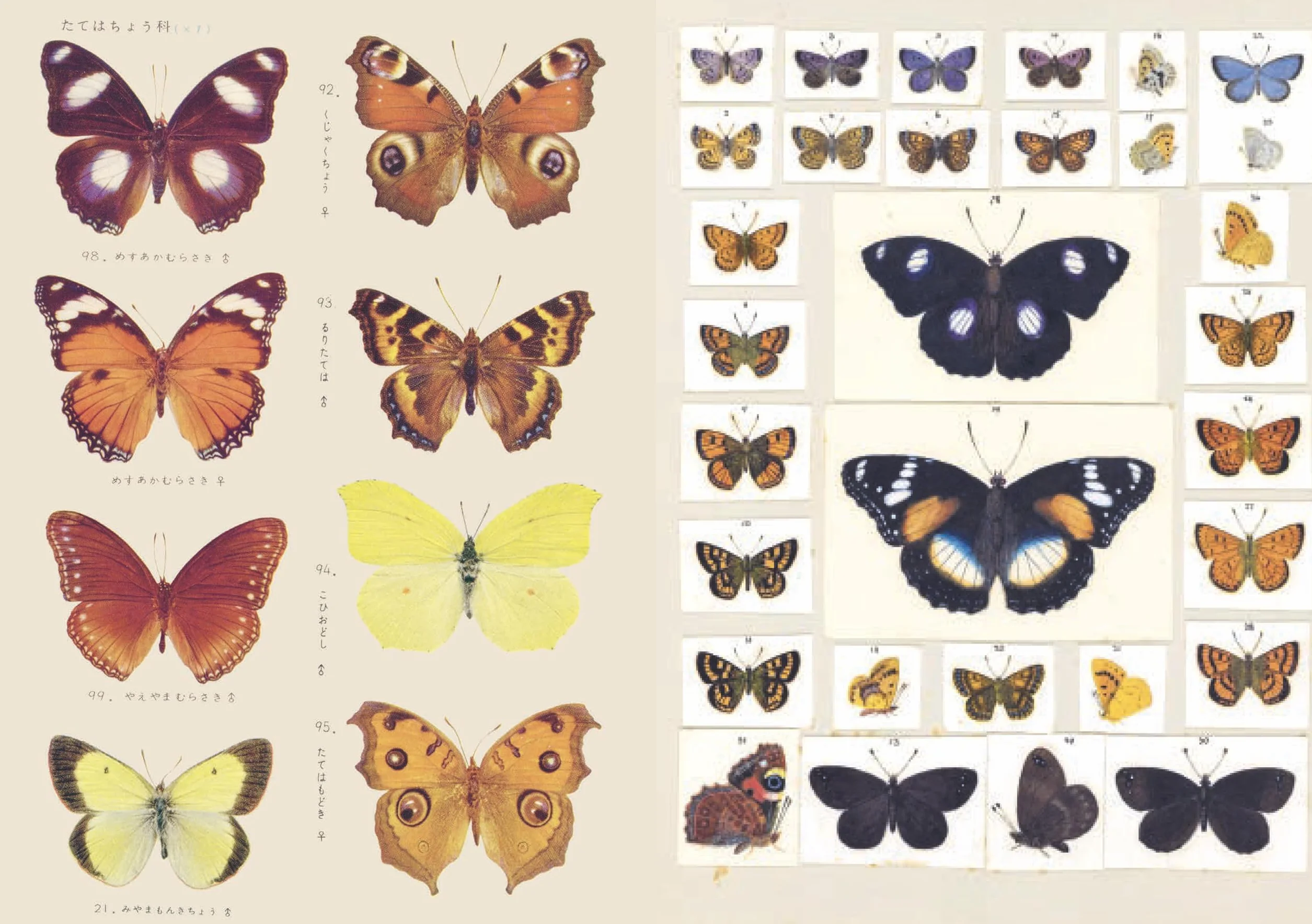 The Curious Collectibles Sticker Book /anglais