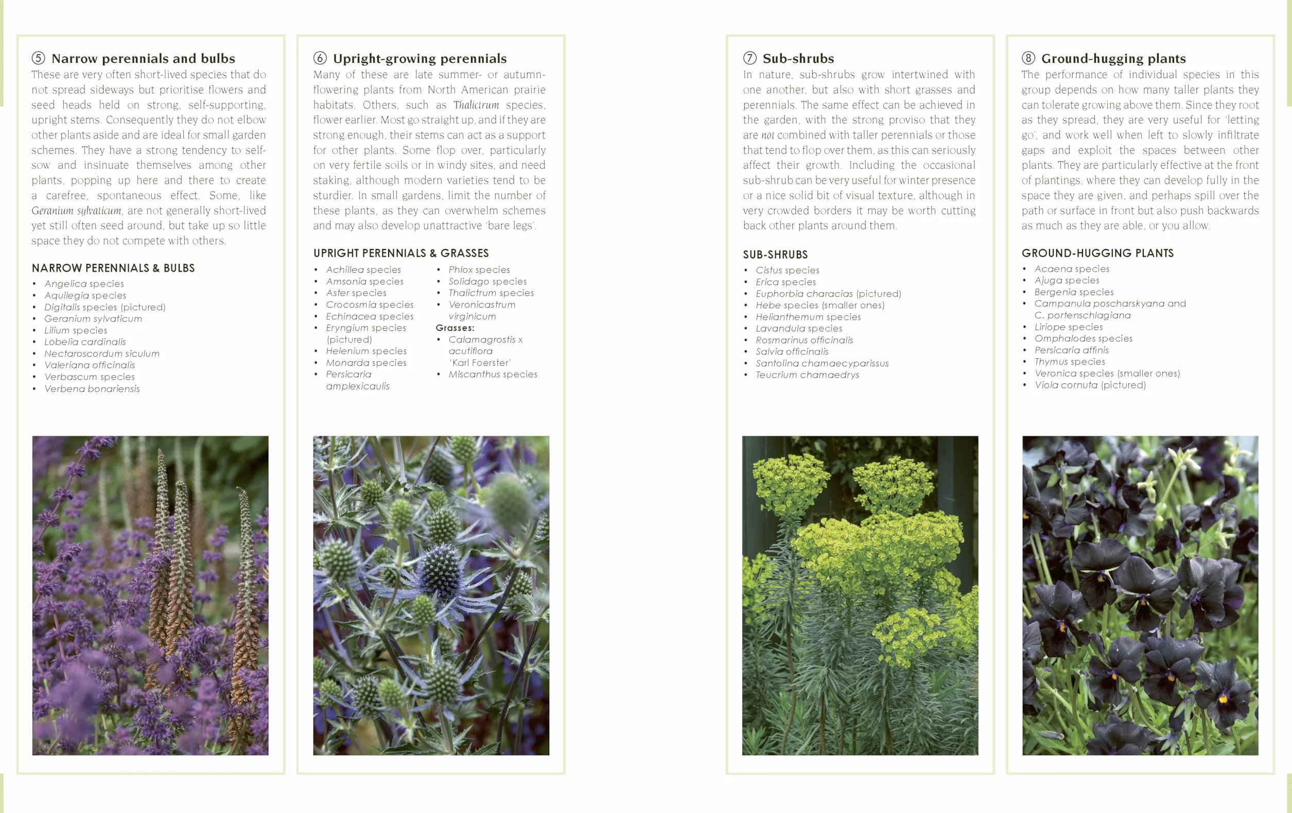 New Small Garden: Contemporary Principles, Planting and Practice