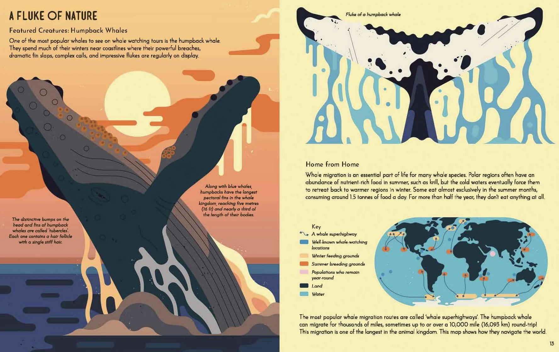 Wild About Whales