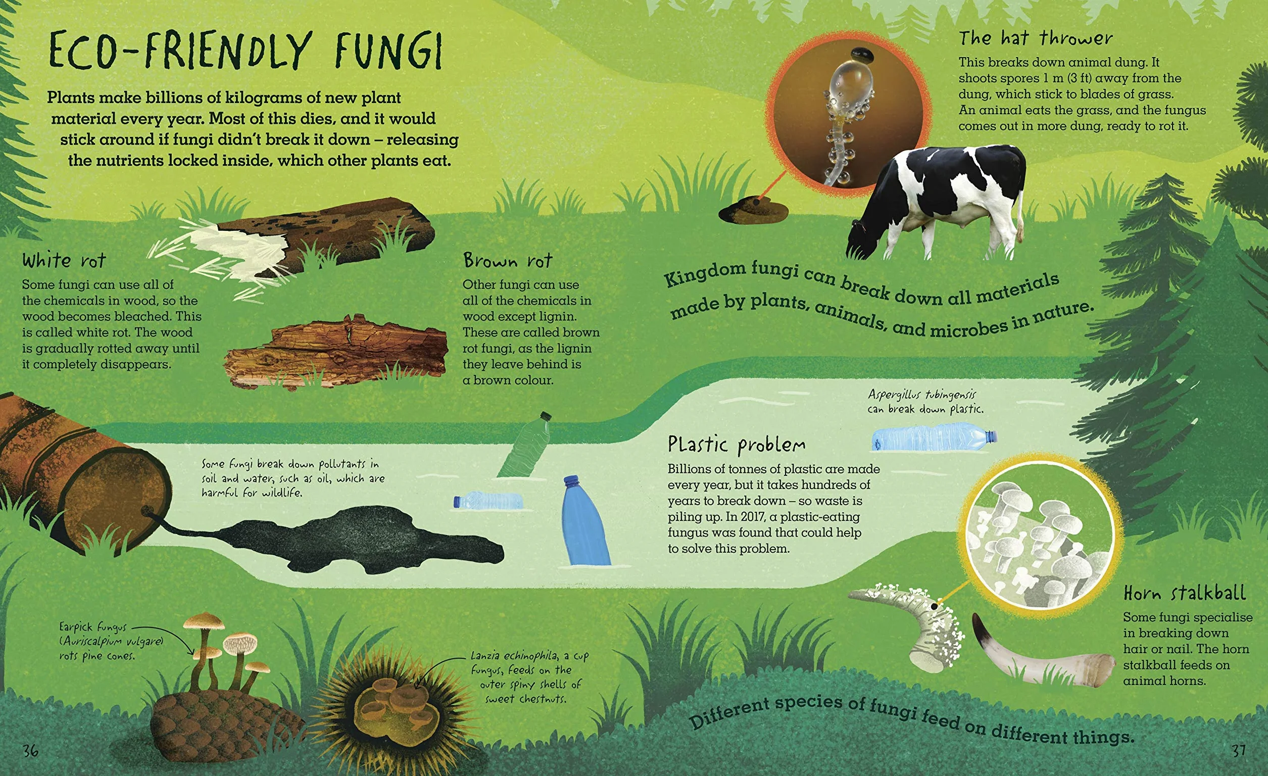 Humongous Fungus (Underground and All Around)