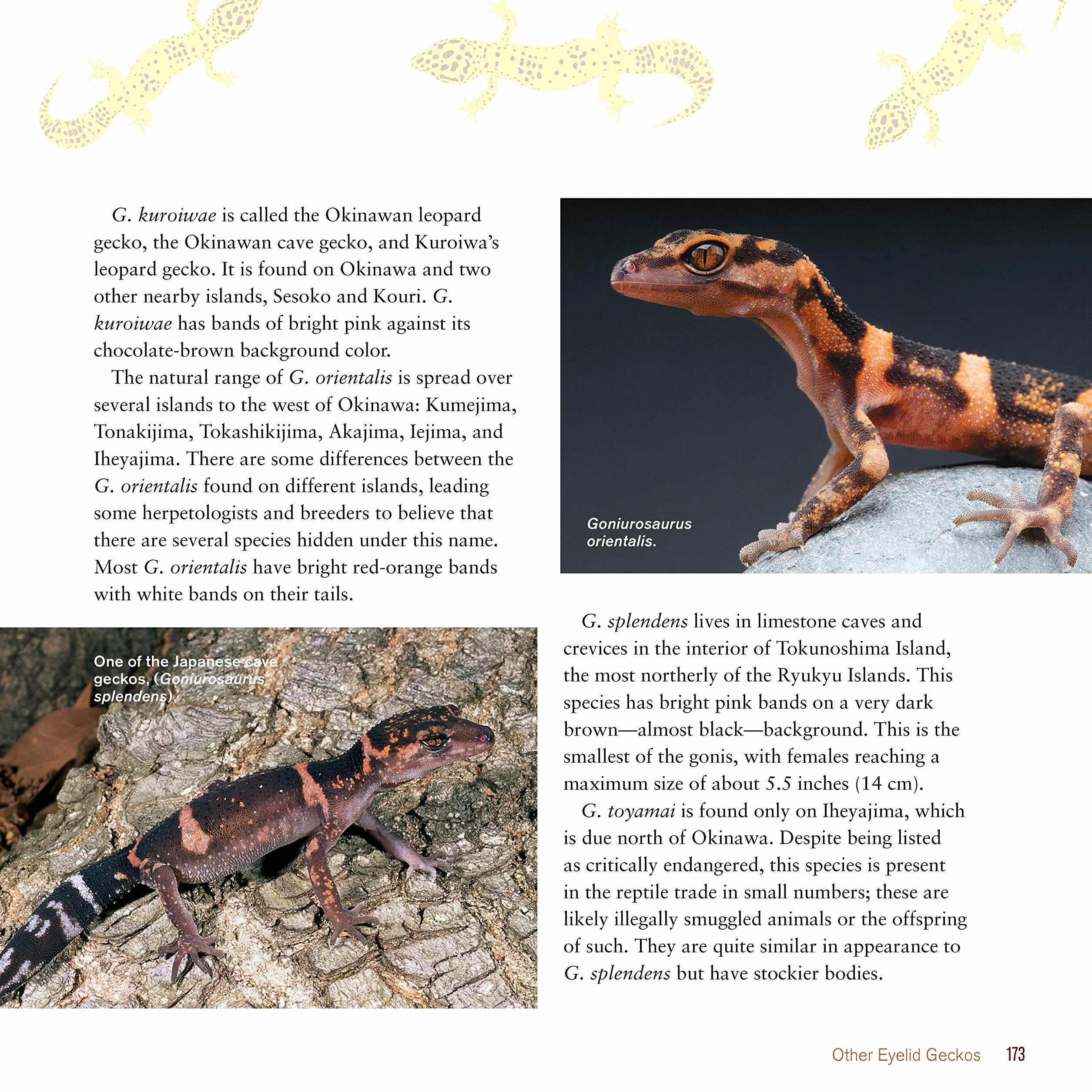 The Leopard Gecko Manual: Expert Advice for Keeping and Caring for a Healthy Leopard Gecko
