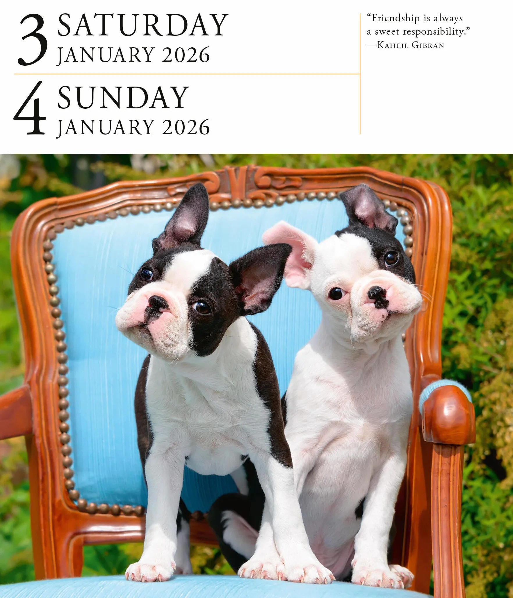 Dog Page-A-Day® Gallery Calendar 2026: An Elegant Canine Celebration