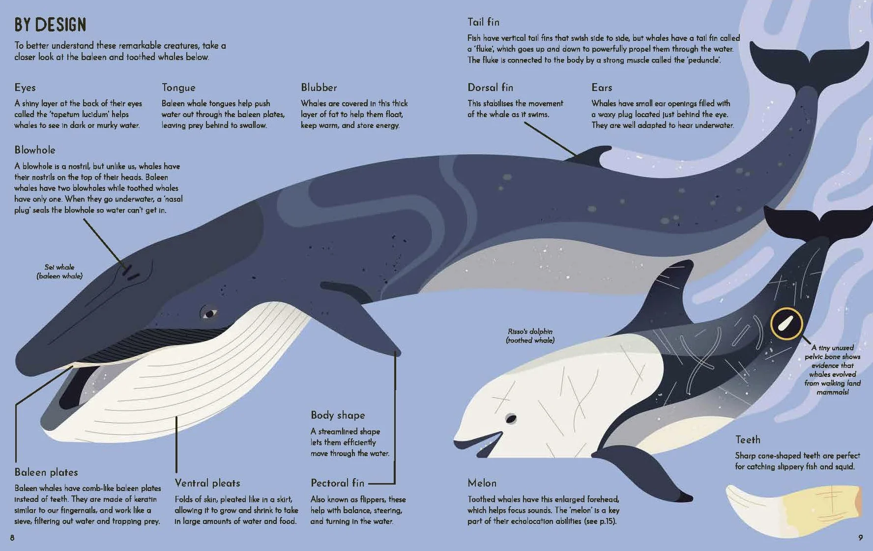 Wild About Whales