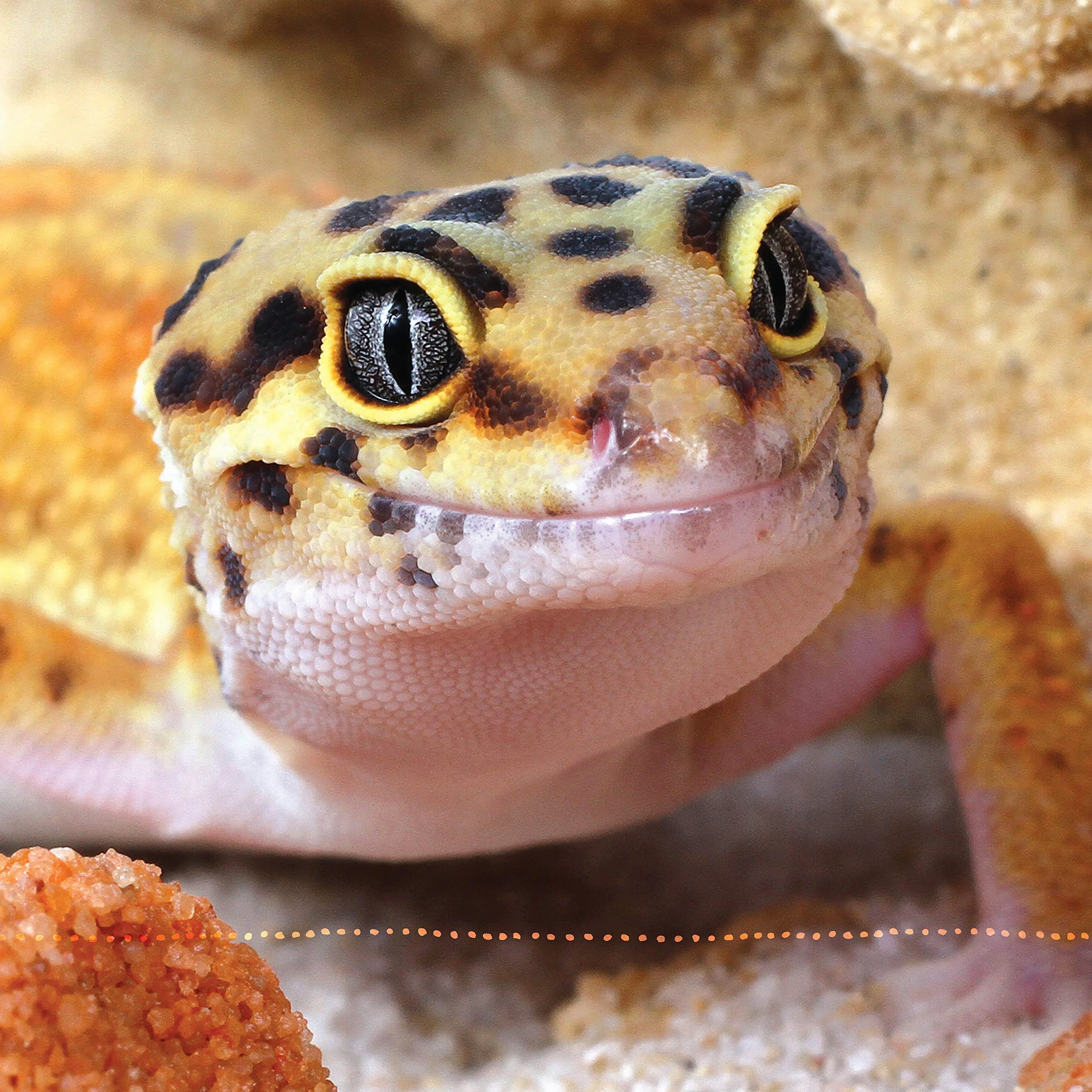 The Leopard Gecko Manual: Expert Advice for Keeping and Caring for a Healthy Leopard Gecko