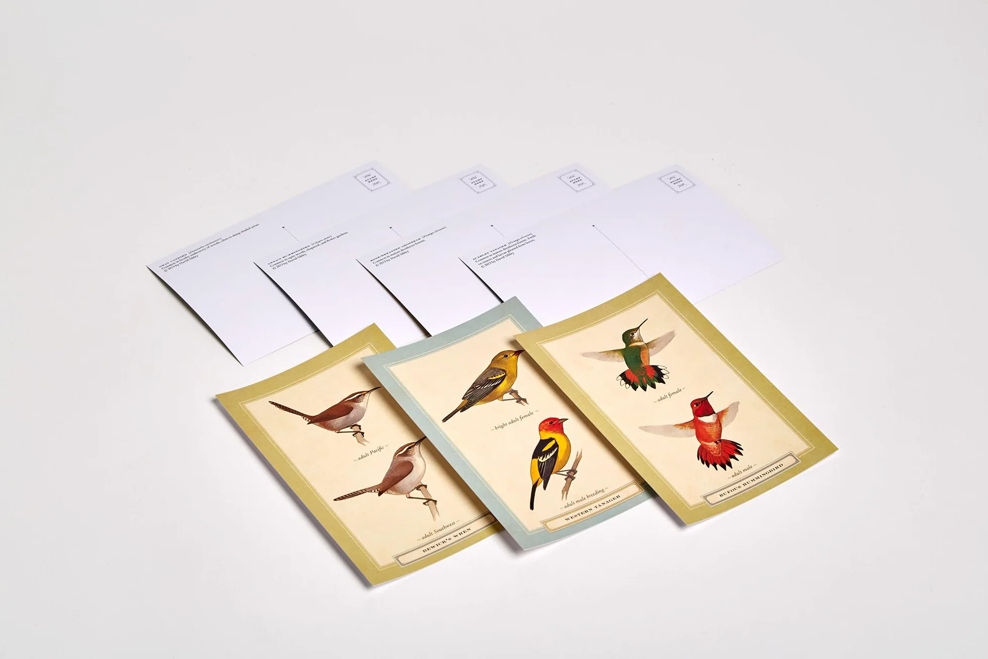 Sibley Backyard Birding Postcards: 100 Postcards