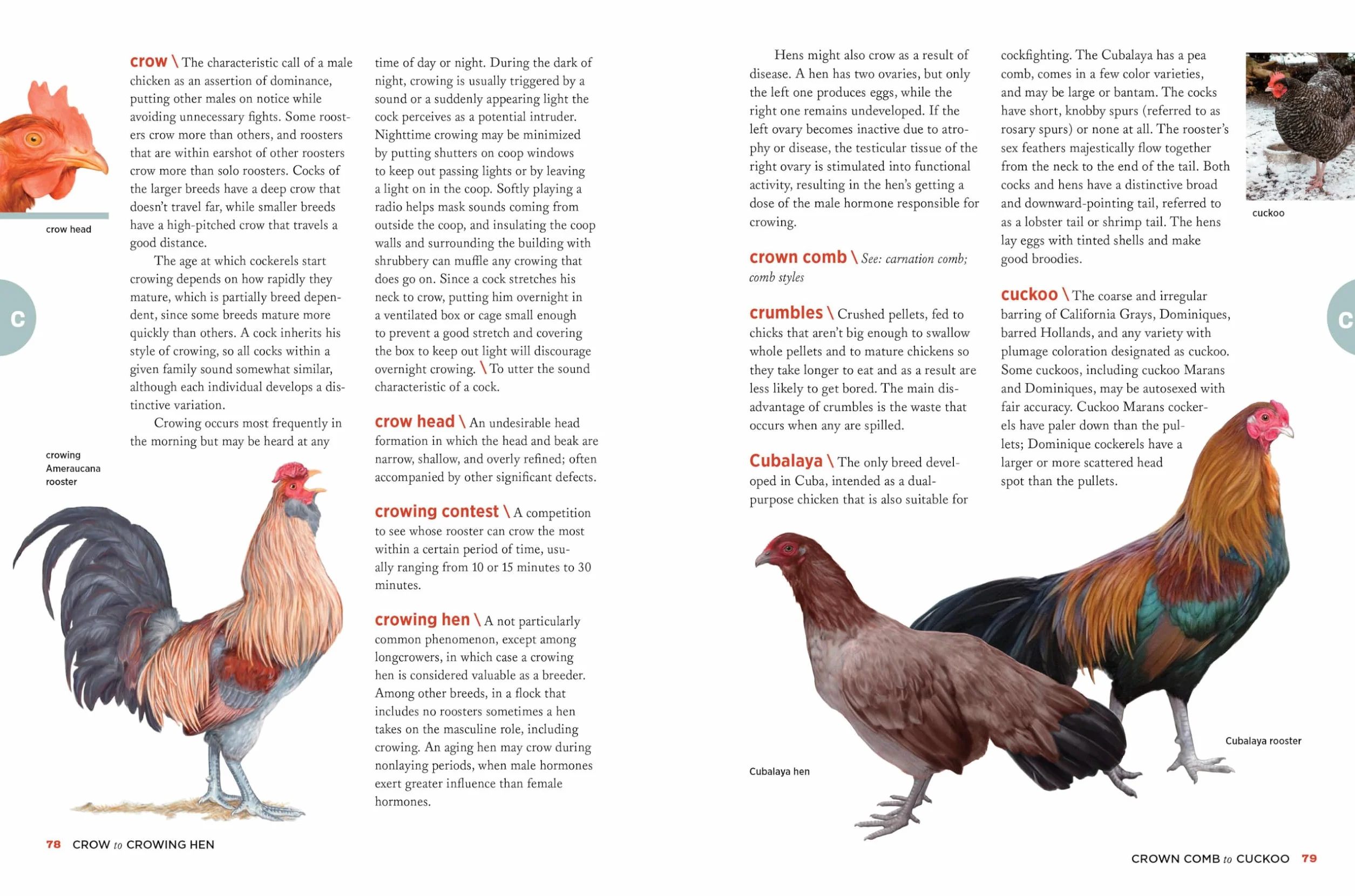 The Chicken Encyclopedia: An Illustrated Reference
