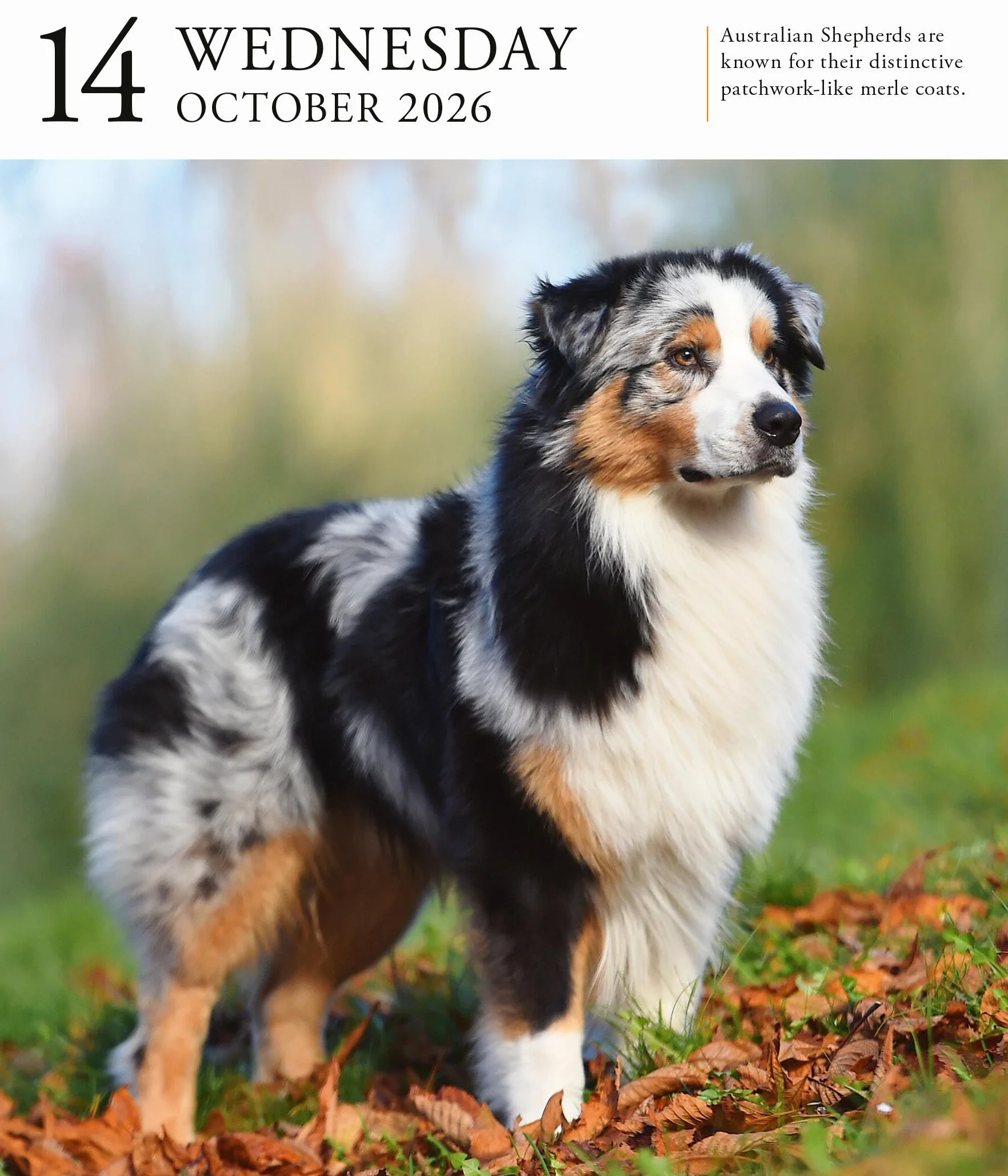 Dog Page-A-Day® Gallery Calendar 2026: An Elegant Canine Celebration