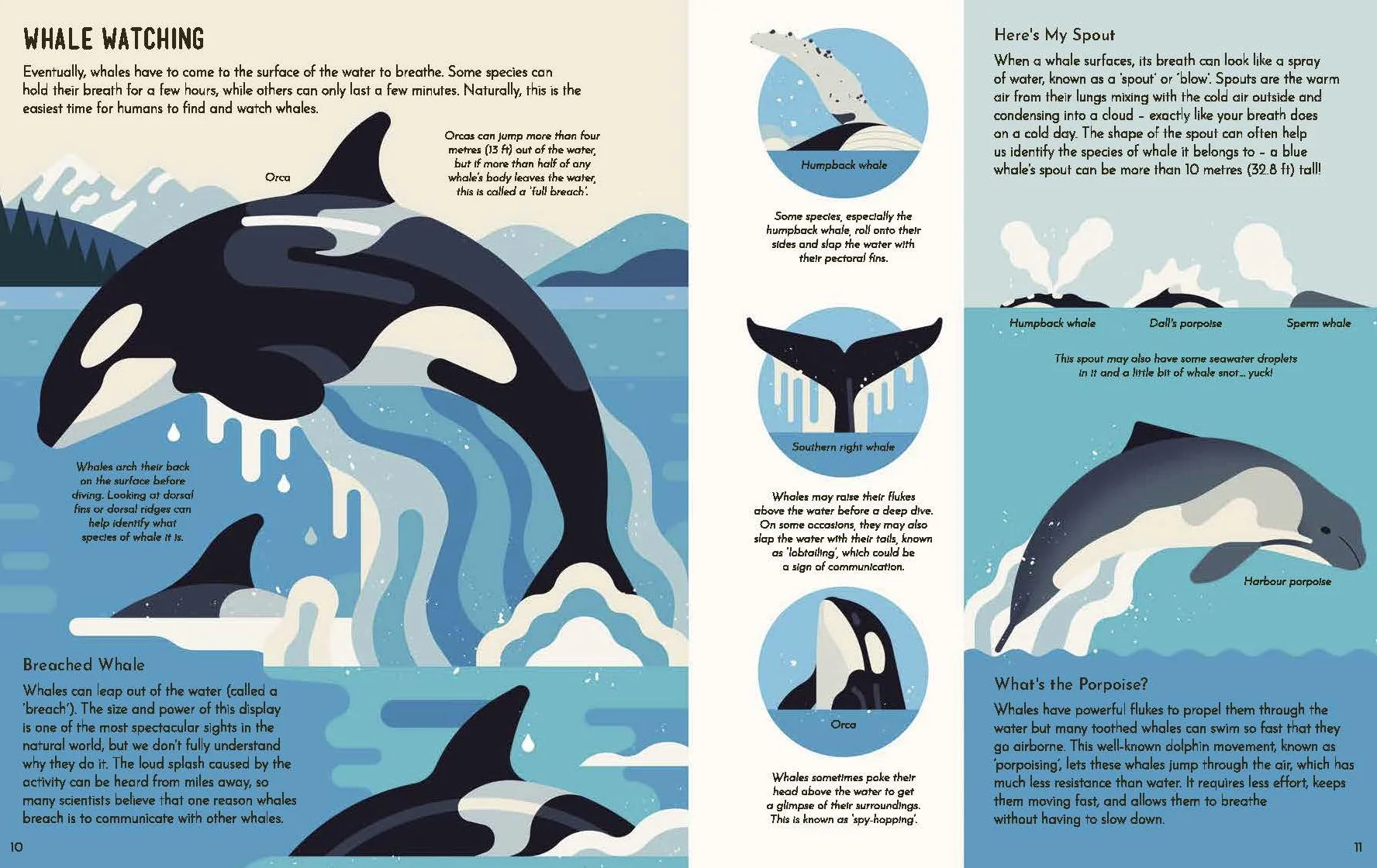 Wild About Whales