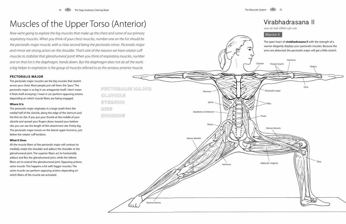 Yoga Anatomy Coloring Book: A Visual Guide to Form, Function, and Movement - An Educational Anatomy Coloring Book for Medical Students, Yoga Teachers, & Adults (Volume 1)