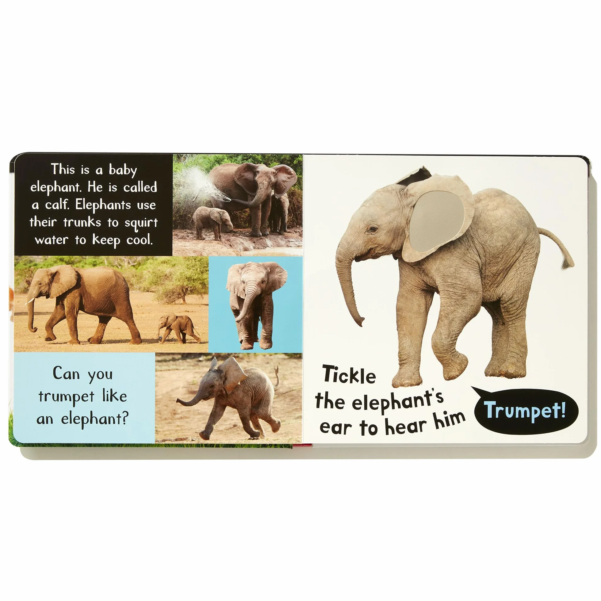 Noisy Baby Animals: Includes Six Sounds!