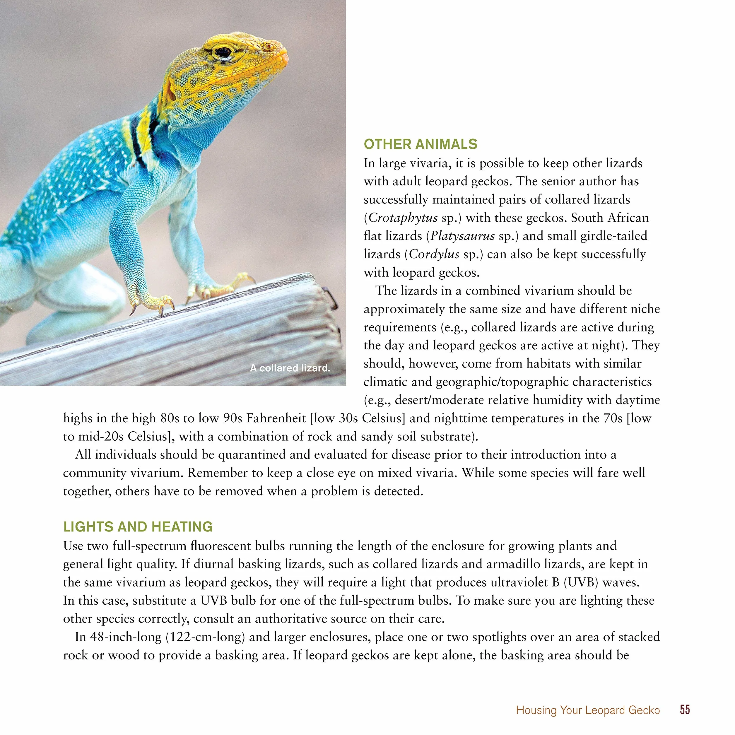 The Leopard Gecko Manual: Expert Advice for Keeping and Caring for a Healthy Leopard Gecko