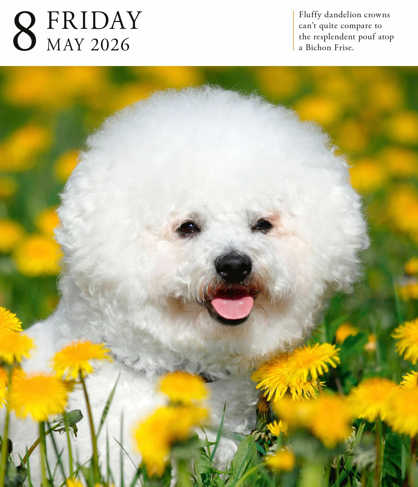 Dog Page-A-Day® Gallery Calendar 2026: An Elegant Canine Celebration