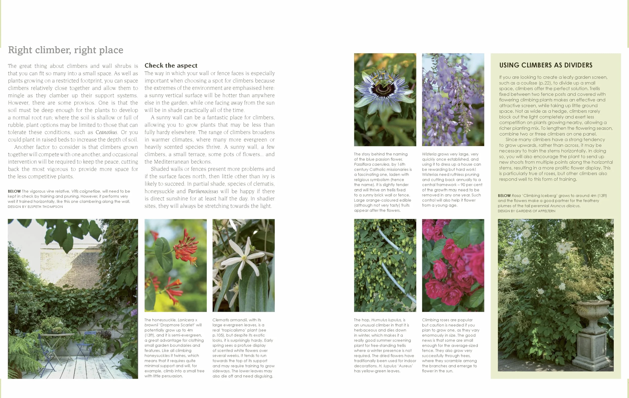 New Small Garden: Contemporary Principles, Planting and Practice