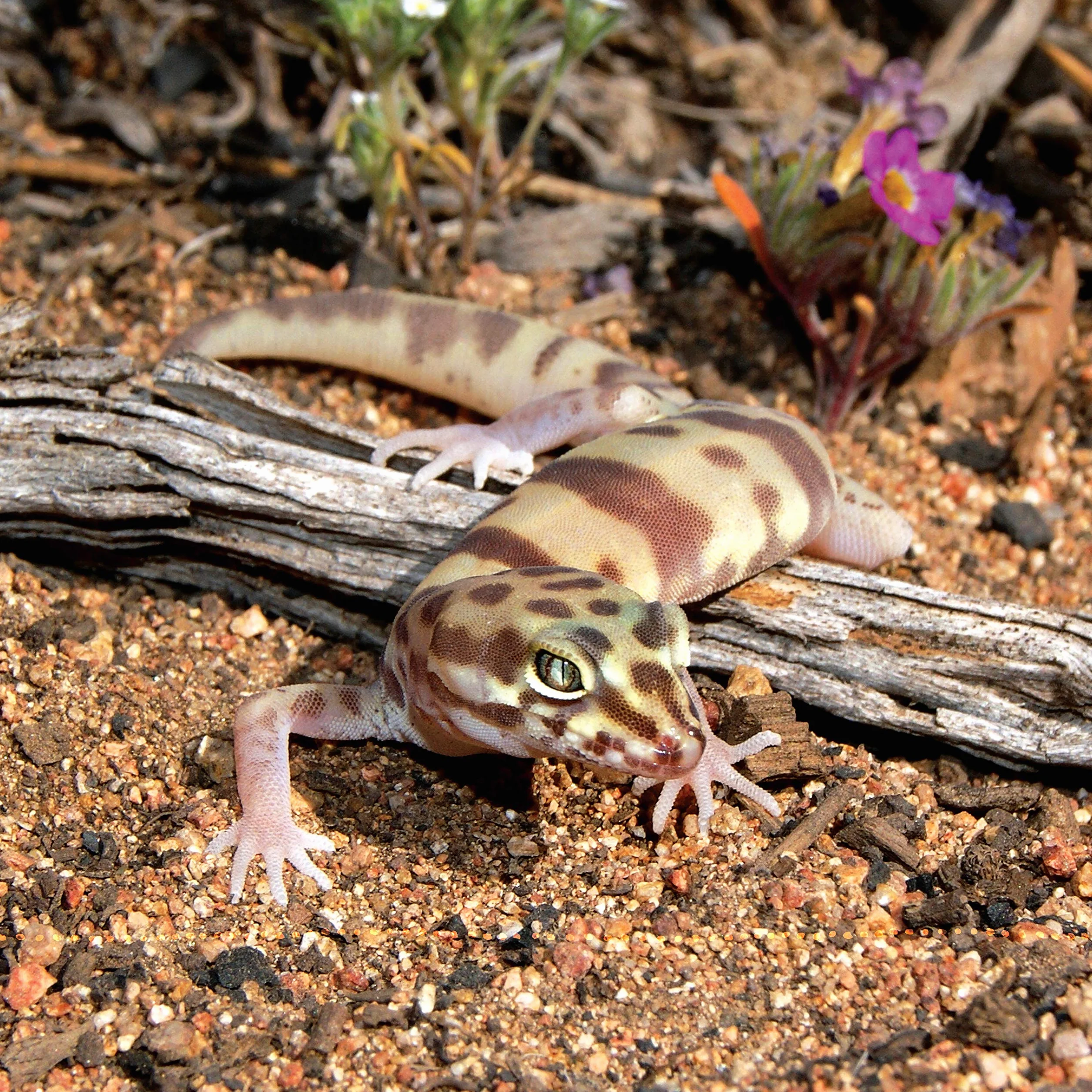The Leopard Gecko Manual: Expert Advice for Keeping and Caring for a Healthy Leopard Gecko